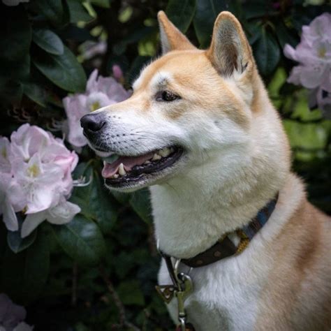 Shiba Inu Husky Mix Your Best Guide To An Adorable Hybrid