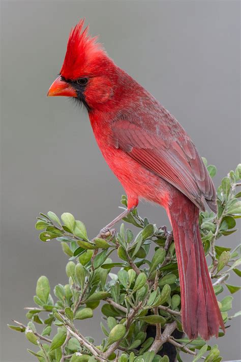 Male Northern Cardinal Cardinalis Cardinalis 500px Cardinal Birds