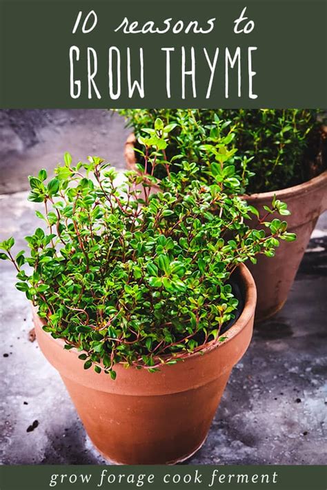 10 Reasons To Grow Thyme For Food Health And Garden Benefits