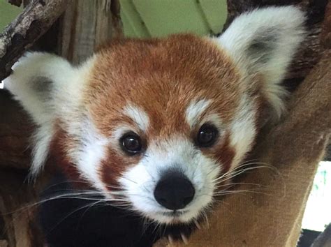 Red Panda Named Phi Dies Unexpectedly At Pueblo Zoo Due To Cardiomyopathy