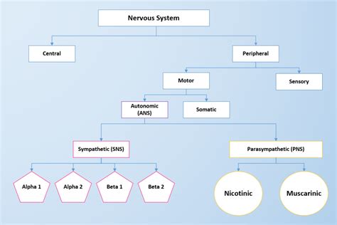 Concept Map Of The Nervous System