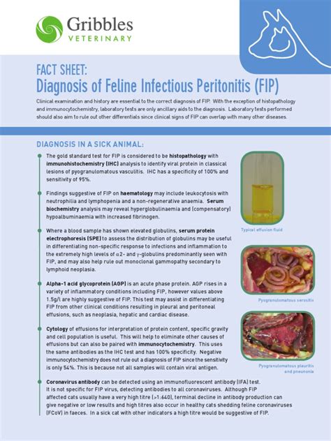 Diagnosis Of Feline Infectious Peritonitis Fip Antibody Infection