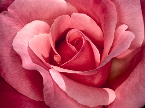 Flowers hd wallpapers in high quality hd and widescreen resolutions from page 2. Fashion Girls Pakistan 2011: Pink Rose Flower Wallpapers ...
