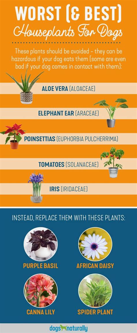 Garden flowers toxic to dogs. 5 Poisonous Plants For Dogs (& 4 Safe Alternatives ...