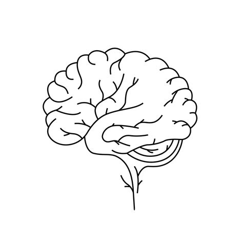 Brain Line Sign Human Organ Sketch Vector Illustration On White