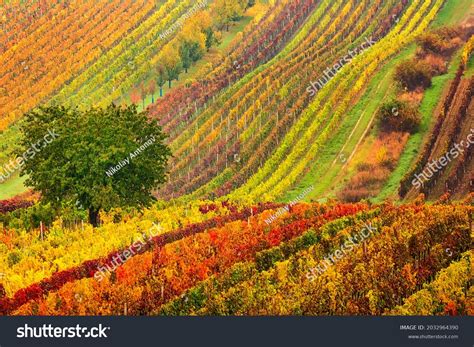 Colorful Rows Vineyards Autumn Green Lonely Stock Photo 2032964390