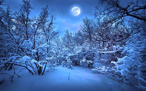 배경 화면 겨울 눈 밤 나무 달빛 2560x1600 Hd 그림 이미지