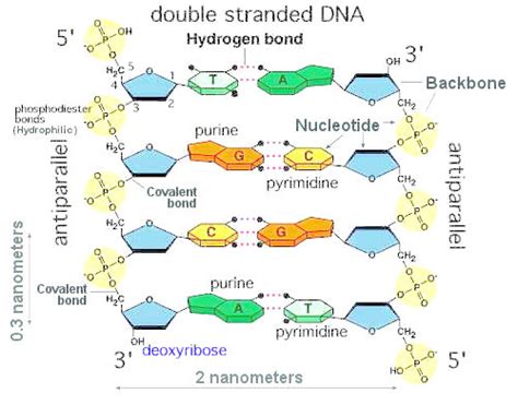 What Kinds Of Bonds Holds Two Strands Of A Dna Molecule Together