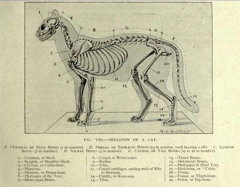 http://upload.wikimedia.org/wikipedia/commons/6/62/Skeleton_of_a_cat