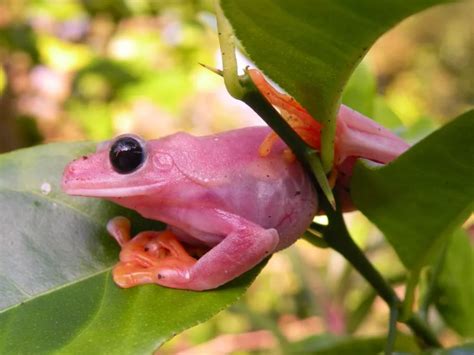 Pink Red Eye Tree Frogs In 2020 Red Eyed Tree Frog Tree Frogs Cute