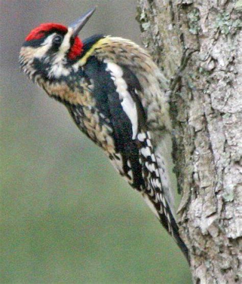 North Carolina Woodpeckers Woodpecker North Carolina Carolina