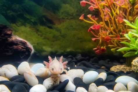 Axolotl Tank Setup Tips Ideas For A Healthy Habitat