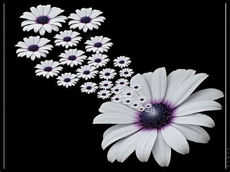 Daisy Love Flower Black Floating White Daisys HD Wallpaper