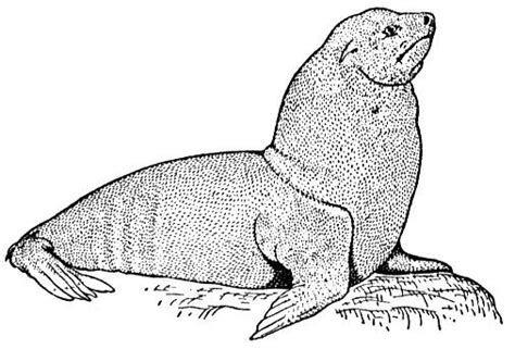 Select from 31899 printable coloring pages of cartoons animals nature bible and many more. Free Sea Lion Coloring Pages