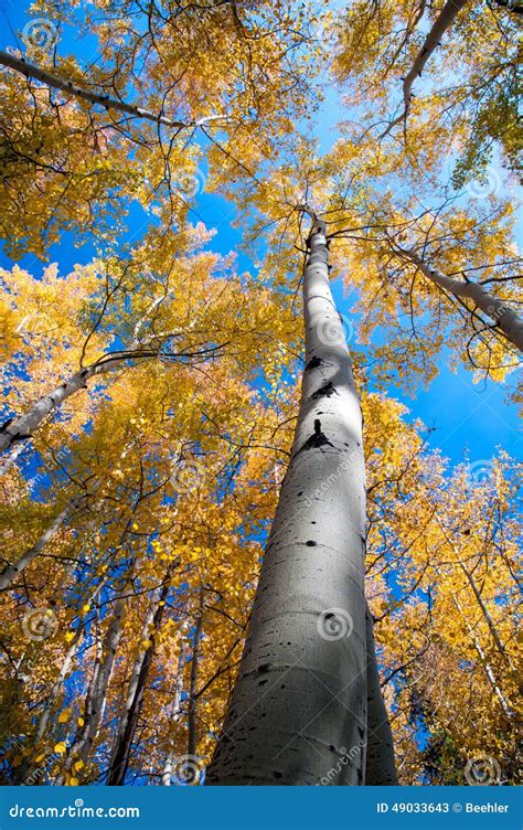 Changing Aspens Stock Image Image Of Colors Cloudless 49033643