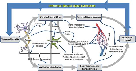 Schematic Illustration Of The Neurophysiological Processes Underpinning