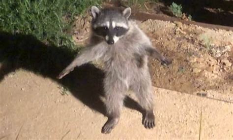 Raccoon Stands Stock Still Like A Human When It Is Caught Sneaking Through A Backyard At Night