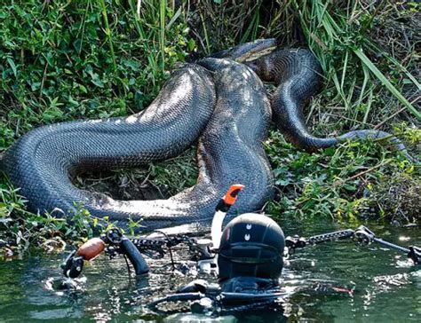 10 Interesting Anaconda Facts My Interesting Facts