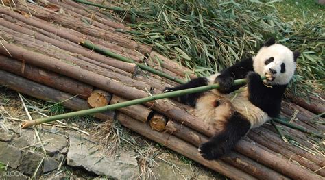 Sale Chengdu Giant Panda Base And Chengdu Local Living Experience