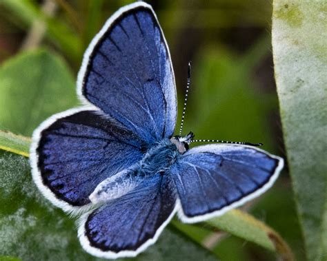 Endangered Karner Blue Butterfly Karner Blue Butterfly Blue