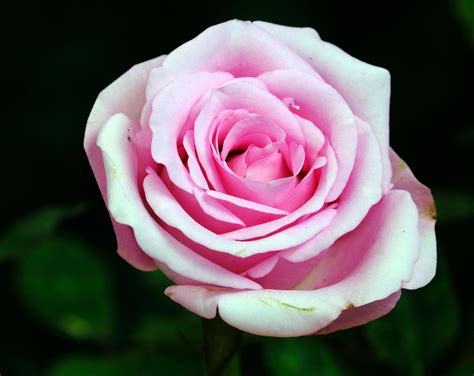 Pinke Rose Blume Kostenloses Foto Auf Pixabay Pixabay
