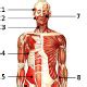 It originates from the external surface and inferior borders of the lower eight ribs. Free Anatomy Quiz - The Muscular System Section