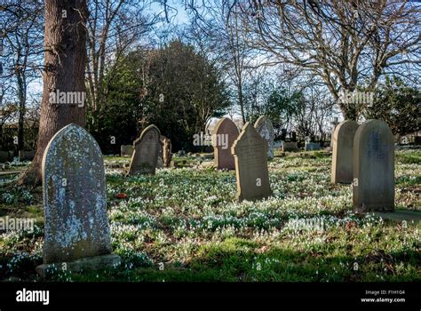 Snowdrops Growing In Graveyard Stock Photo Alamy