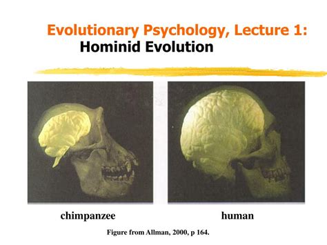 Ppt Evolutionary Psychology Lecture 1 Hominid Evolution Powerpoint