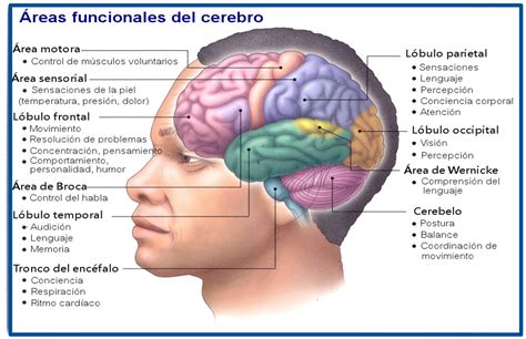 La relación del cerebro con el aprendizaje y la conducta
