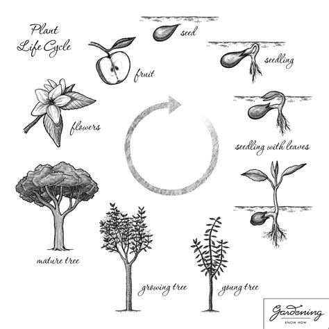 Basic Plant Life Cycle And The Life Cycle Of A Flowering