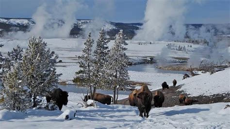Wonderland Yellowstone In Winter Tauck 8 Days From Bozeman To Jackson