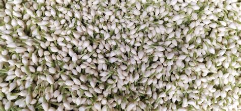 Maligai White Madurai Malli Flower At Rs 250kg In Madurai Id