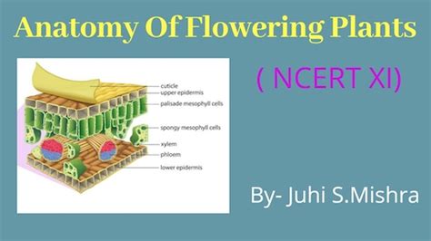 Hindianatomy Of Flowering Plants For Neet Unacademy