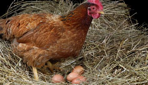 How Do Chickens Lay Eggs Without A Rooster Thefarmlivingcom