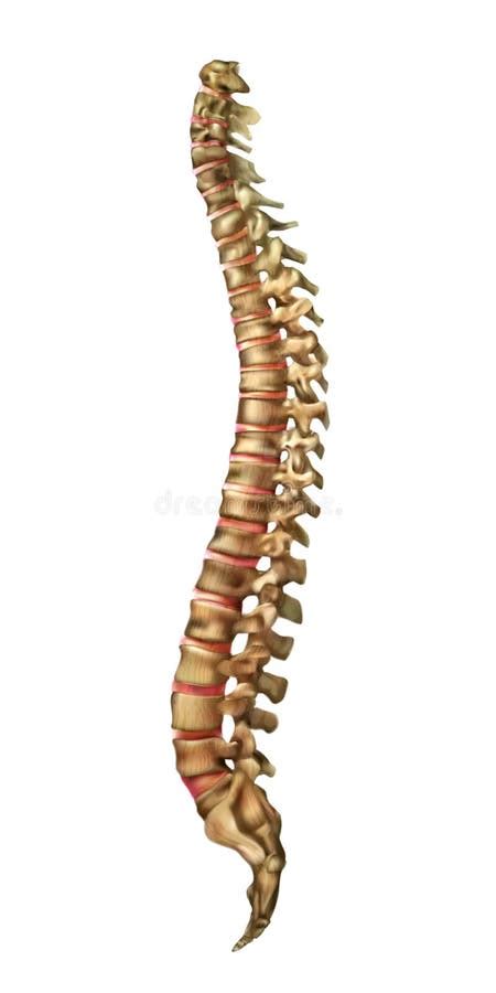 The Human Spine Vertebral Column With The Name And Description Of All