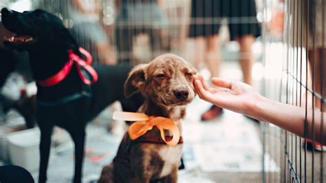 To help your pet get the best care possible, here are 15 organizations that offer financial assistance. Ontario Passes New Bill Helping Animal Protection Services ...