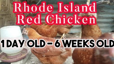 rhode island red day old 6 weeks old free range chicken youtube