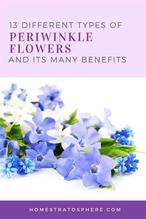 13 Different Types Of Periwinkle Flowers And Its Many Benefits