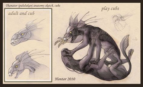 Thanator Anatomy Sketch4 By Hontor On Deviantart Avatar Animals
