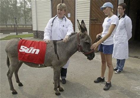Parasailing Donkey To Fly No More Will Enjoy Creature Comforts Cbs News