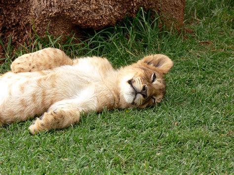 Sleeping Lion Free Stock Photo Public Domain Pictures