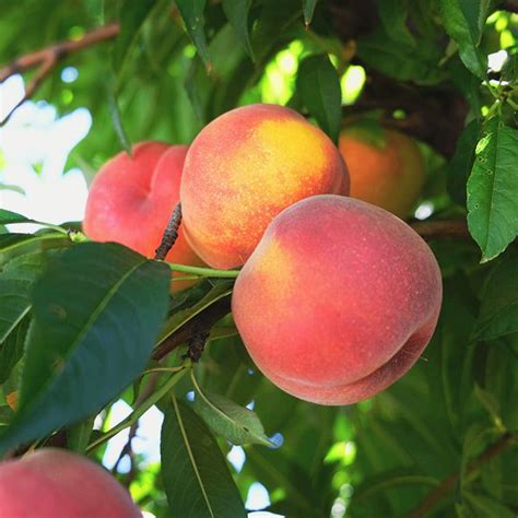 Tropic Beauty Peach Tree For Sale NatureHills Com