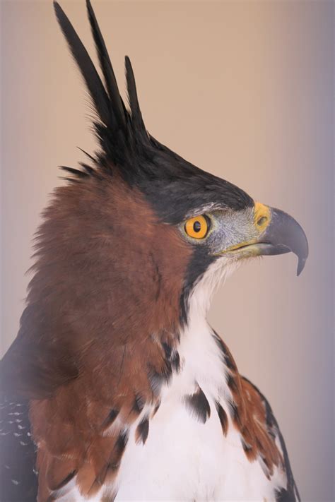 Naturepunkornate Hawk Eagle At The World Center For Birds Of Prey In