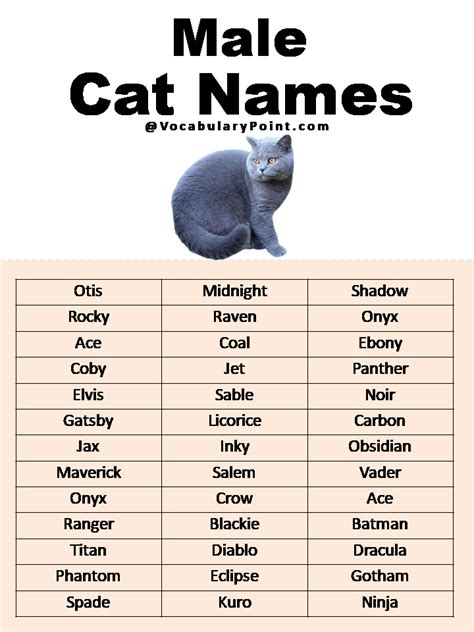 Most Popular Cat Names In English Vocabulary Point
