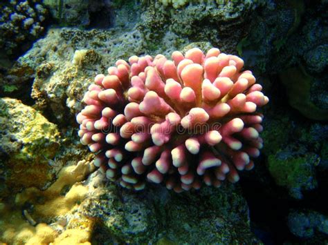 Pink Coral Reef Stock Photo Image Of School Bleu Sheikh