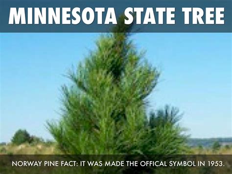 Shared family treasures back to table. Minnesota State Sybil's by Ashley Lovre