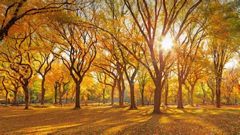 Central Parks Mall Bing Wallpaper Download