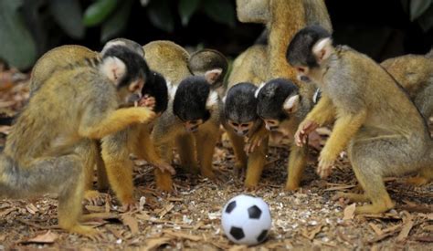 Goal Monkeys Play Soccer At The London Zoo