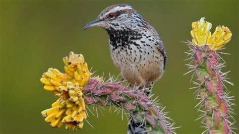 The bewick's wren (pronounced like buick) is a little brown bird with a lot of spirit and a loud, melodious voice. Listen to the Cactus Wren - NWF | Ranger Rick