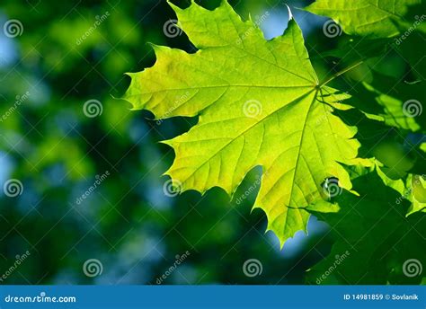 Green Maple Leaves Stock Image Image Of Summer Branch 14981859